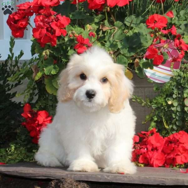 Bluebird, Cavachon Puppy